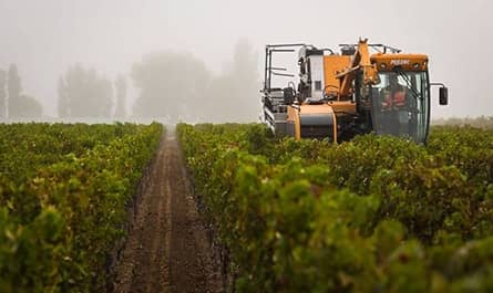 vin caymus
